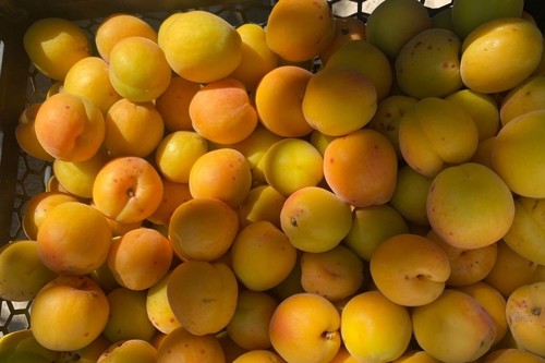 Тургунай Сабирова