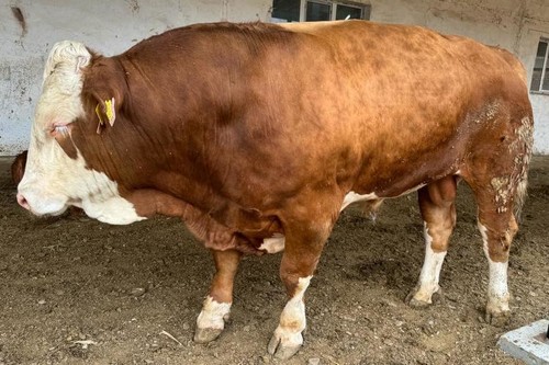 Кызыл-Сарай