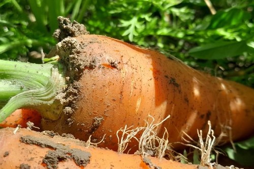 Импортная Мука