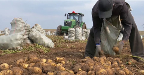 Глава Минсельхоза опроверг заявление жительницы Узгена «о вредном» картофеле из Китая