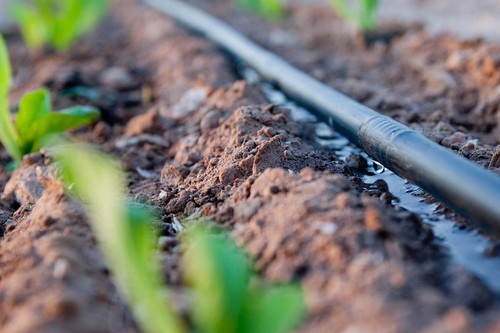 Сельхозпроизводитель