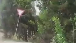 Знак на Л.Толстого—7 Апреля не был виден из-за деревьев. «Бишкекзеленстрой» обрезал ветки