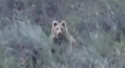 Местные жители встретили краснокнижного бурого медведя в природном парке Саркент. Видео