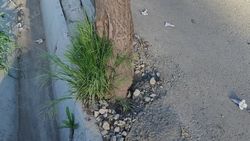 Дерево закатали в асфальт без прикорневой лунки на Жибек Жолу—Веселая