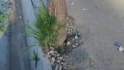 Подрядчику поручат сделать лунку дереву на Жибек Жолу—Веселая