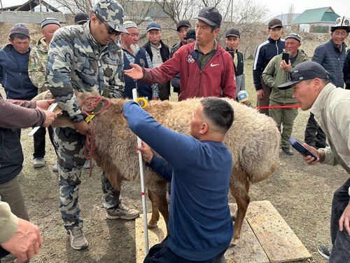 Кыргызстан готовит овец породы «Арашан» к выходу на мировой рынок