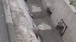 Житель увидел в Бишкеке хорька, бегающего по арыкам. Видео