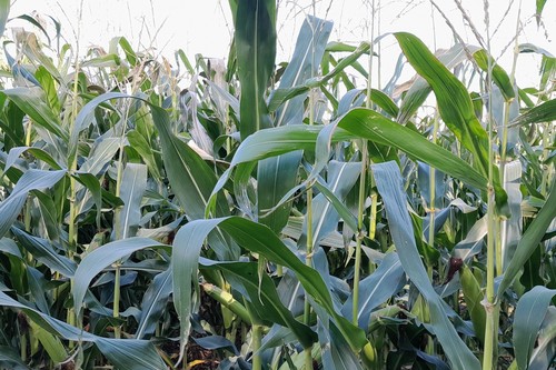 НИИ Земледелия