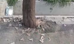 Дерево на Жибек Жолу, 65 закатали в асфальт без прикорневой лунки