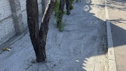 Деревья залили бетоном