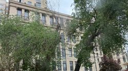 Дерево на Гоголя, 28 сильно нагнулось и может упасть, - горожанин