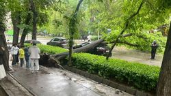 На Эркиндик—Боконбаева дерево упало на припаркованную машину