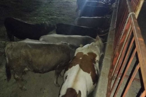 В Кыргызстане в системе идентификации числятся более 2 млн голов КРС, - Служба ветеринарии