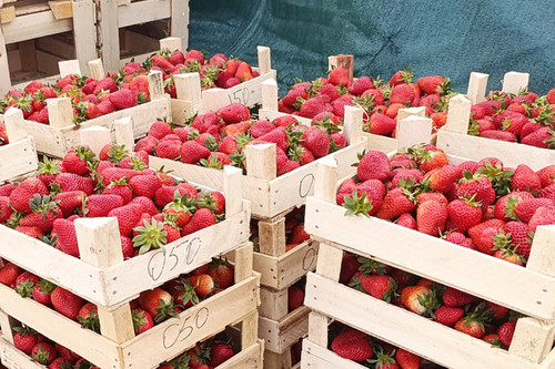 Клубника из Кыргызстана прошла фитосанитарный контроль в России