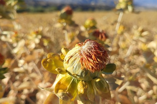 В 2026 году сафлор планируется посеять на площади 12,5 тыс. га, - Минсельхоз