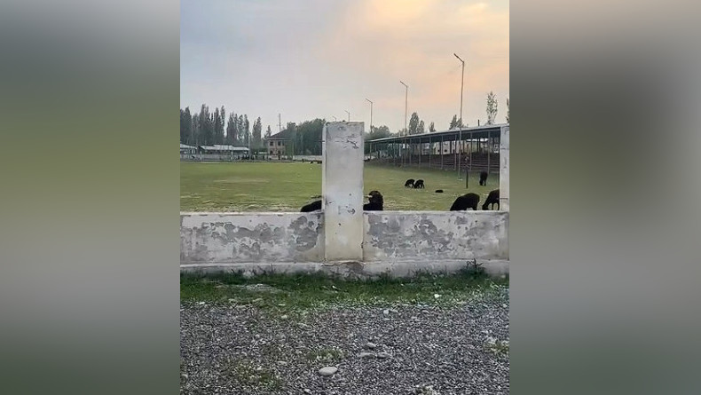 На стадионе в селе Кароол Узгенского района пасутся овцы