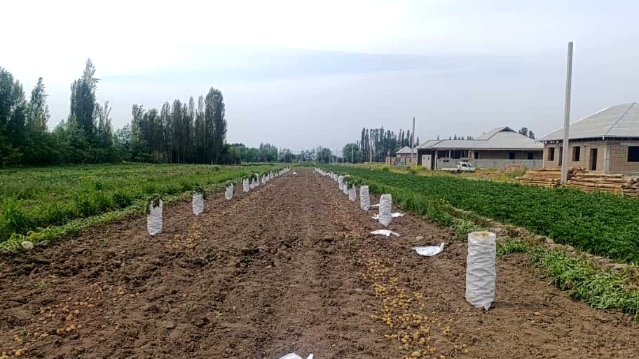 В Араванском районе фермеры начали собирать первый урожай раннего картофеля