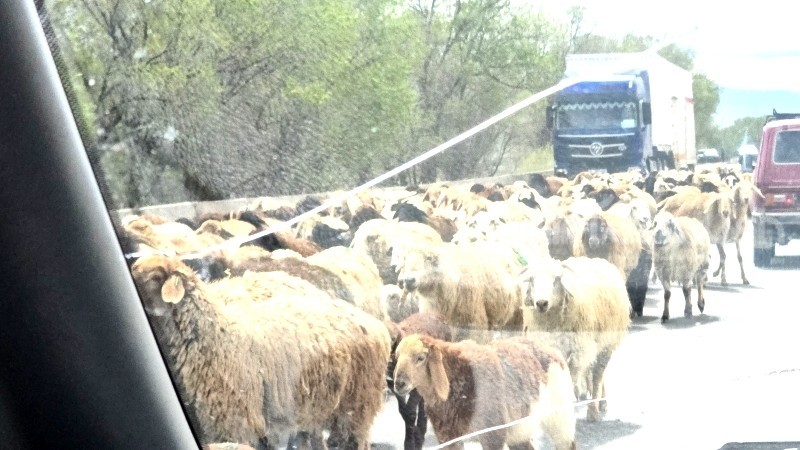 В Ат-Башы установили правила и сроки перегона скота на пастбища