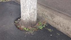 У деревьев на Бакаева—Айни слишком маленькая приствольная лунка, - горожанин