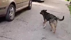 Житель жалуется на бродячих собак во дворе дома в городке энергетиков