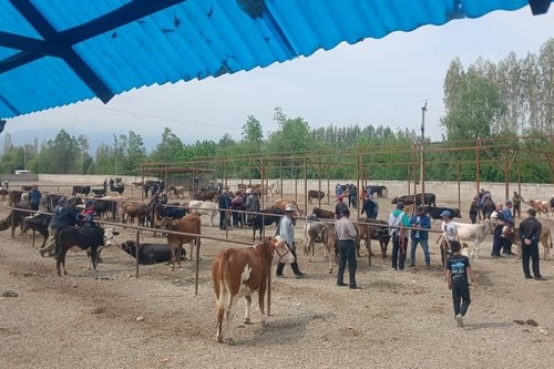 На скотном рынке в Ноокате выявлено более 40 голов скота без бирок и чипов, - Минсельхоз