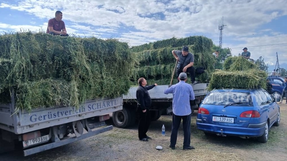 В Московском районе на продажу поступили свежескошенные корма. Какова цена?