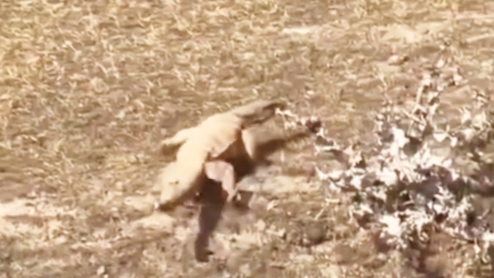 В Араване на видео сняли краснокнижного варана