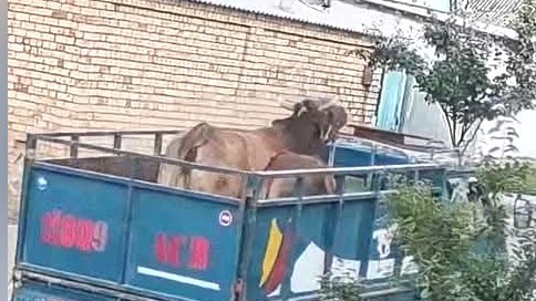 В Алайском районе задержали двух парней, угнавших скот на 260 тысяч сомов из Кызыл-Кии