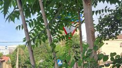 На Элебаева—Карасаева не видно знака «Уступи дорогу» из-за деревьев