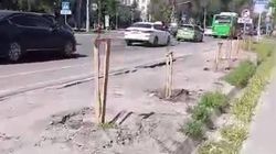 Некоторые саженцы на улице Токтогула засохли. Ответ МП «Бишкекзеленстрой»