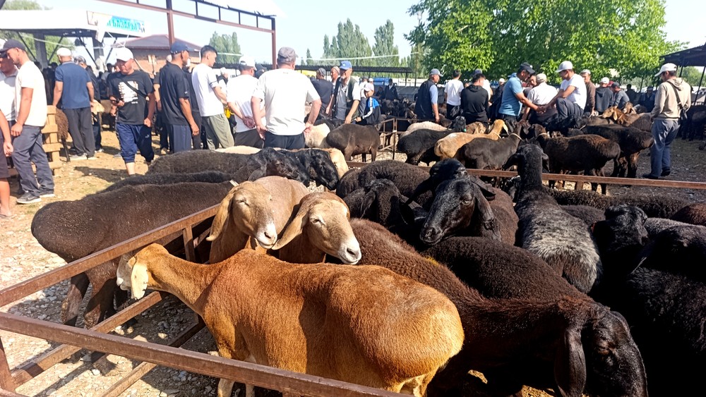 В Баткенской области резко выросли цены на мелкий скот
