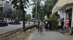 На улице Абдрахманова между Чуй и Киевской упало дерево