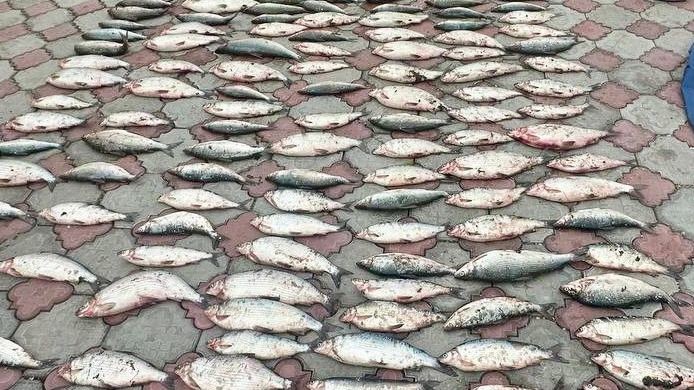 На озере Сон-Куль пресечена попытка незаконного вылова рыбы: Изъято около 200 экземпляров и рыболовные сети