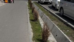 Туи возле Баткен базара высохли