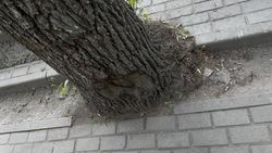 На Токтогула дерево закатали в асфальт без лунки