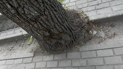 Деревьям на Токтогула, которые закатали в асфальт, сделают приствольные лунки