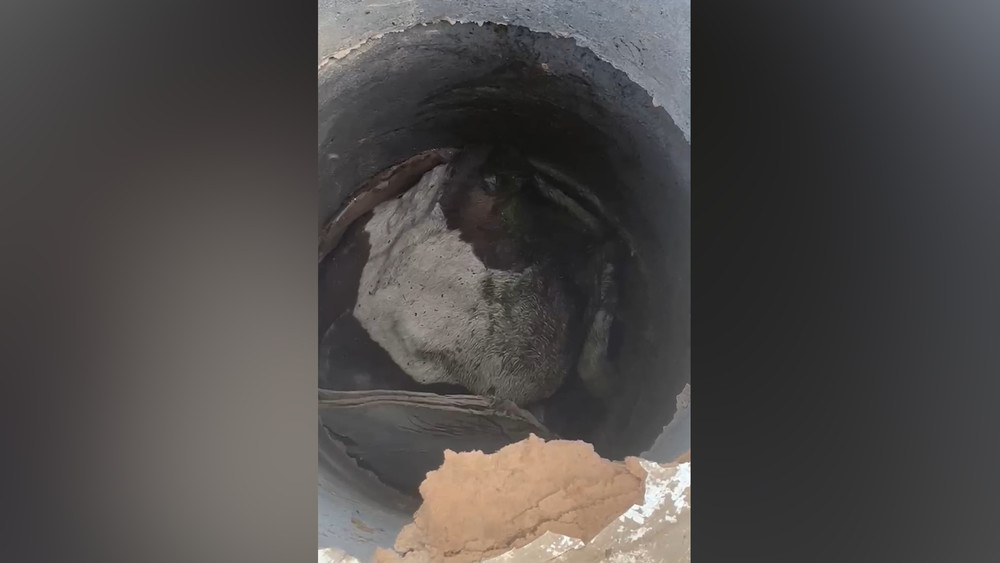 В селе Кожомкул корова упала в колодец со сточными водами