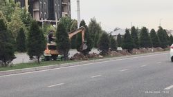 Что за работы ведутся на газоне по Масалиева от Тыналиева до Баха?