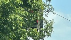 На Медерова—Тыныстанова светофор не виден из-за деревьев