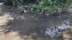 На 7 Апреля—Л.Толстого вода из арыка вытекает на тротуар