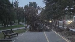 Вчерашний ветер повалил деревья на тротуар по проспекту Айтматова