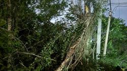 В микрорайоне Восток-5 деревья упали во дворы домов