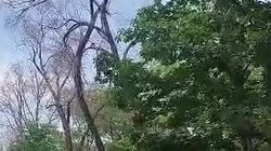 Житель предлагает убрать высохшие деревья на бульваре Молодой Гвардии