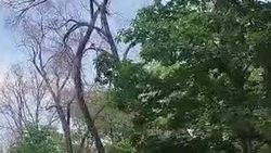 Ответ мэрии на просьбу жителя убрать высохшие деревья на Молодой Гвардии