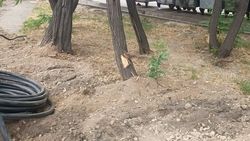 Бишкекчанин: Деревья на Ауэзова, под которыми прокладывают провода, повреждаются экскаватором