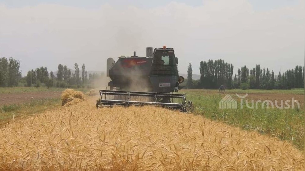 В Жалал-Абадской области началась уборка зерновых культур