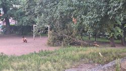На футбольном поле около железнодорожного вокзала лежит дерево