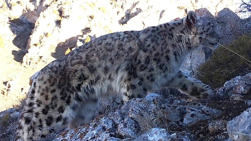 Snow leopard, lynx and wild boars captured on camera traps in Talas region