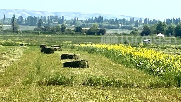 В Ак-Суйском районе стартовал сезон сенокоса многолетних кормовых культур