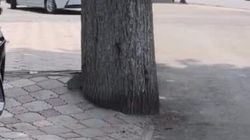 Дерево на Чуй—7 Апреля закатали в асфальт